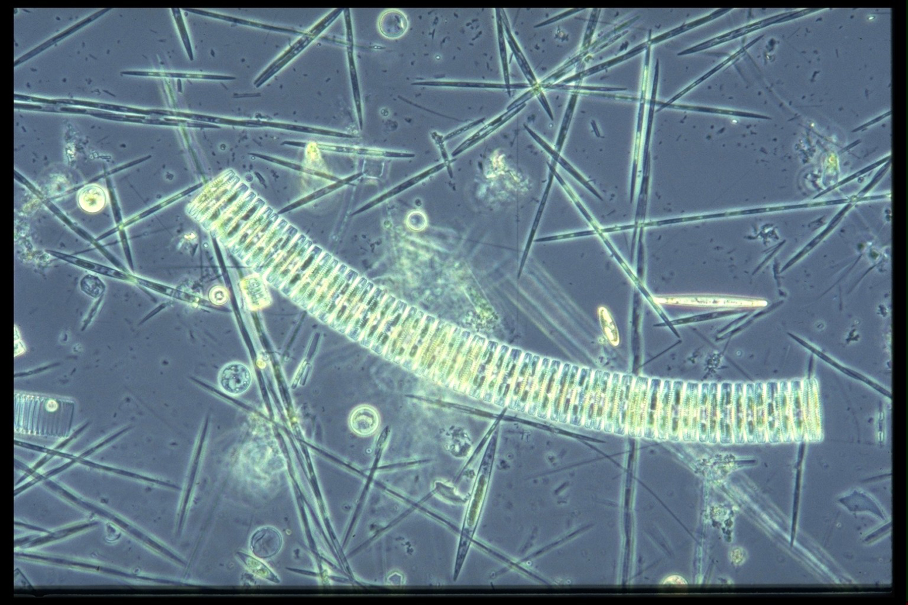 plankton.jpg