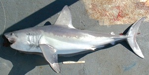 porbeagle noaa.jpg