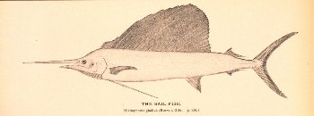 sailfish noaa.jpg