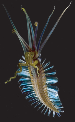 Strange ‘squidworm’ showcases sea’s secrets
