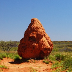 termite mound.jpg
