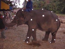 thailand2006-mocap-elephant5.jpg