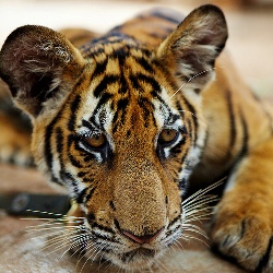 tiger cub.jpg