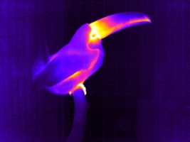 toucan heat.jpg