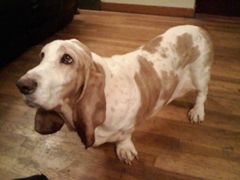 wiki bassett.jpg