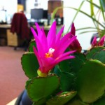 Nature Plants' Plants - Easter Flowering Cactus