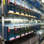 The zebrafish repository.