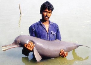 A fisherman with a Gangetic dolphin. CAPGD 2010