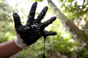  Rainforest Action Network (via Flickr)