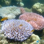 Coral Bleaching Survey Orpheus Island 2017 - Greg Torda