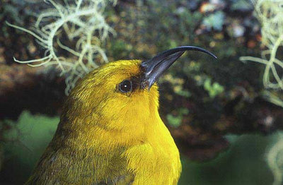 bird.jpg