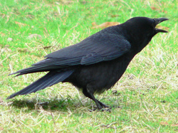 crow.jpg