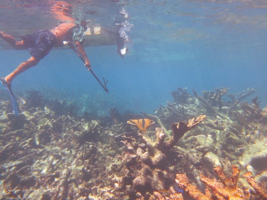 A rare living coral on Palaster Reef, Barbuda (Waitt Institute - Barbuda Blue Halo)
