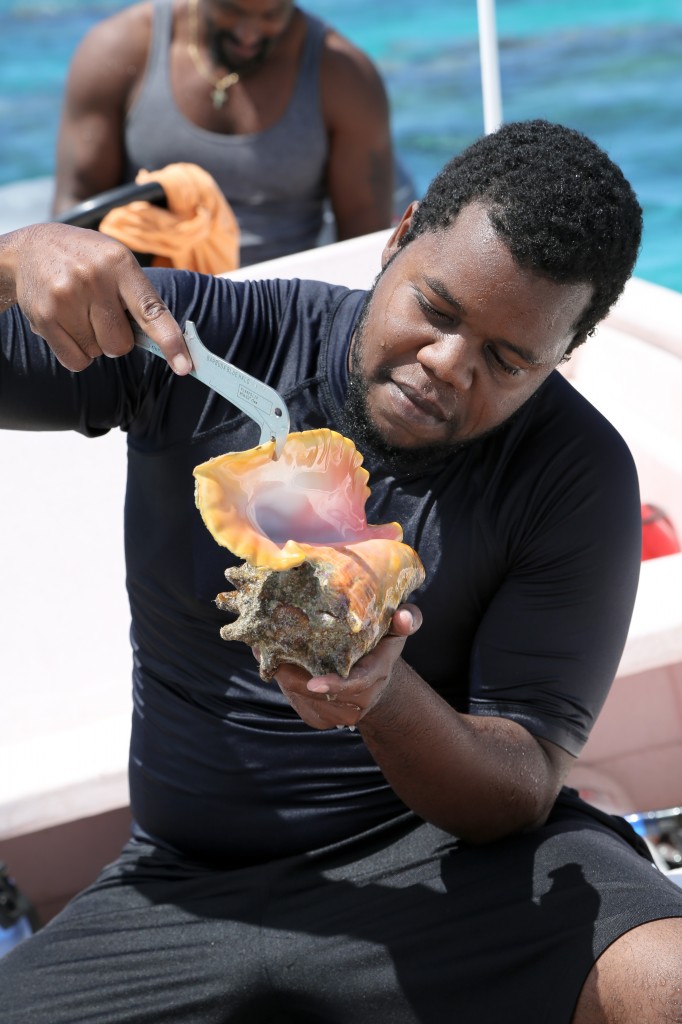 A diver measures conch