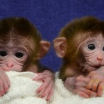 Chimeric monkeys provide new disease model