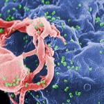 New techniques could improve reprogrammed-immune-cell treatment of HIV and cancer