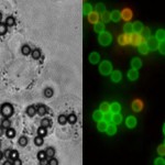 Protein bound nanoparticle beads are ingested by macrophages, as seen in phase contrast (left) and fluorescent microscopy (right). Beads in green are ingested, whereas red-yellow beads are still outside.