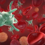 Red blood cell production relies on white blood cell help