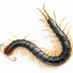 Centipede venom trumps morphine in mouse study of pain