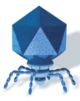 phage.jpg