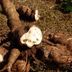 A Cassava Genome Resource